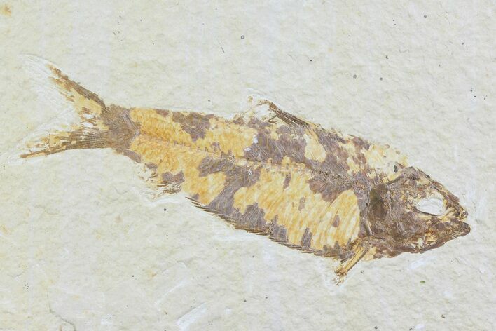 Detailed, Knightia Fossil Fish - Wyoming #74109